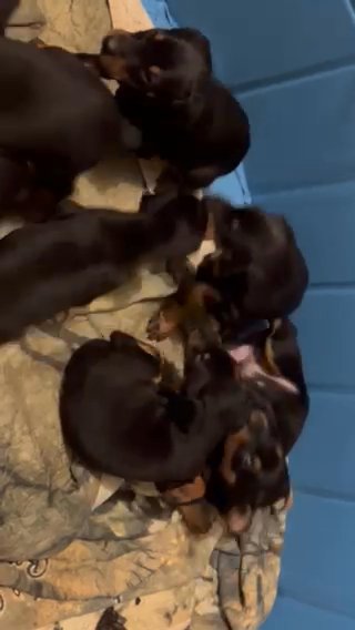 Dobermans in Campbellsville, Kentucky