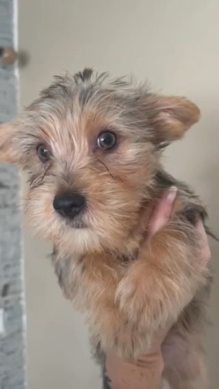 Female Merle Yorkie in Cleveland, Tennessee