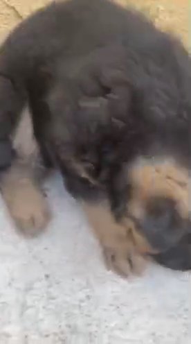 (Purebred) German Shepherd Puppies 8 Weeks Old in Los Angeles, California