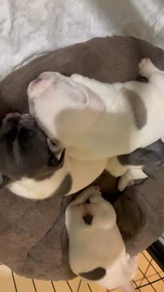 Frenchie Puppies Looking For Forever Home in Homestead, Florida