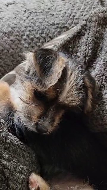 Male yorkie in Dallas, Texas