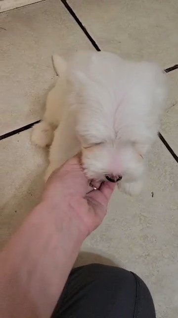 Male morkie in Dallas, Texas