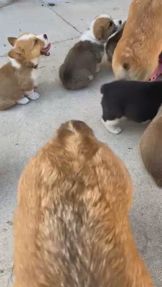 Pembroke Corgi Puppies in Fontana, California