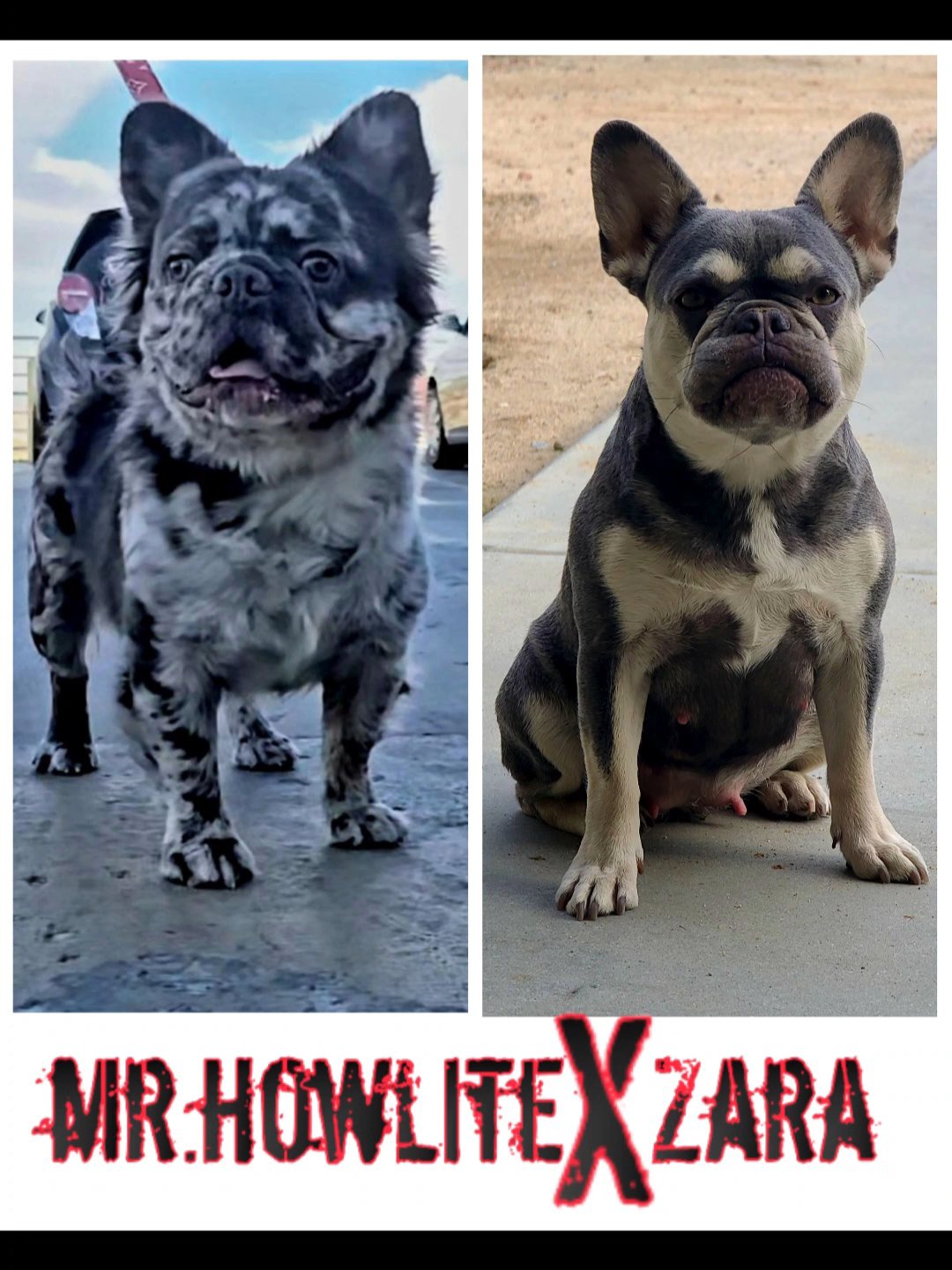 French bulldog puppies in Victorville, California