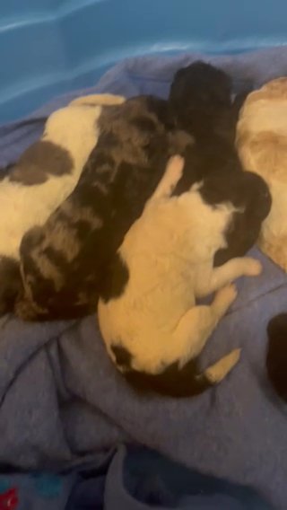 oodles of poodles in Huntington, West Virginia