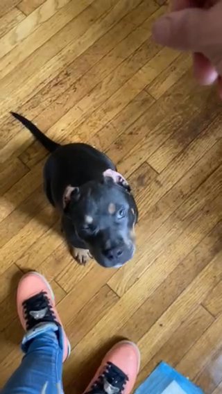 Black & Tan Tri American Bully Puppy in Pittsburgh, Pennsylvania