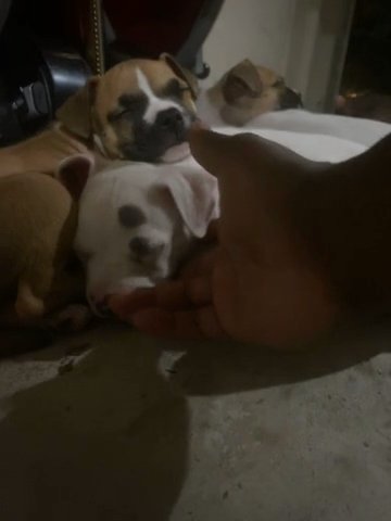 American bully in Houston, Texas