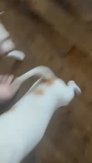 Female Chihuahua in Salem, Oregon