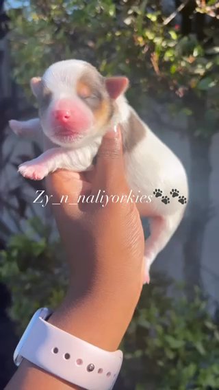 Yorkie Girl/ Sold in North Lauderdale, Florida