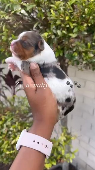 Yorkie Boy/Sold in North Lauderdale, Florida