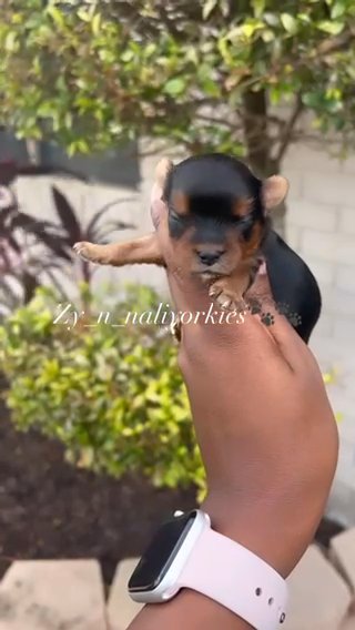 Yorkie Boy/Sold in North Lauderdale, Florida
