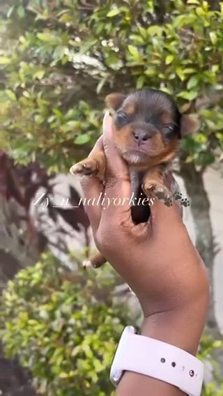 Yorkie Girl/Sold in North Lauderdale, Florida