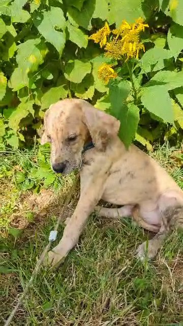 Brindle Merle Great Dane AKC Jolly Roger in Roanoke, Virginia
