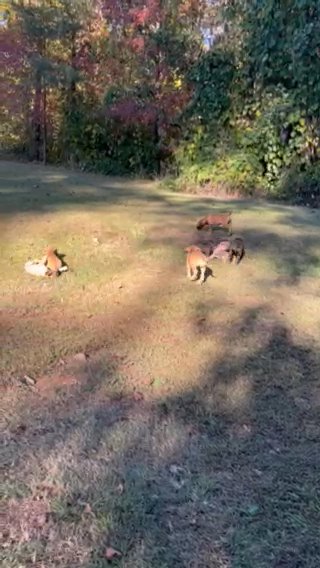 Great Dane Puppies in Atlanta, Georgia