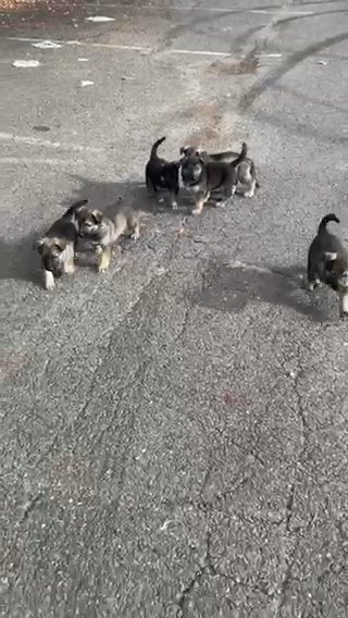 German Shepherd Puppies in Cherry Hill, New Jersey