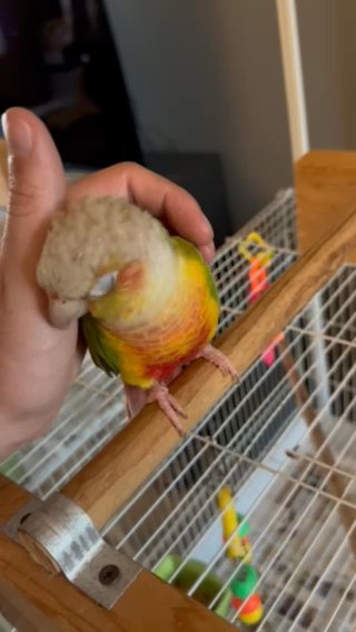 Pineapple Conure in San Diego, California