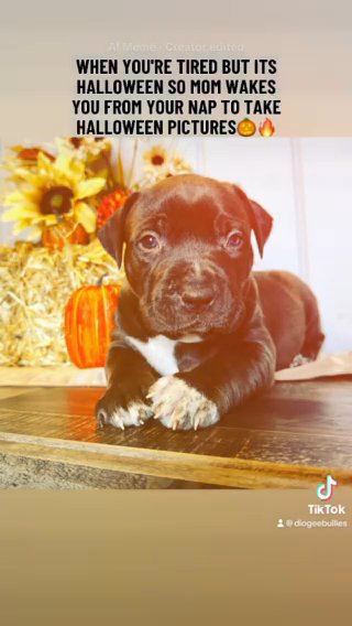7wks Old Xl American Bully Ready For Cuddles! in Corpus Christi, Texas