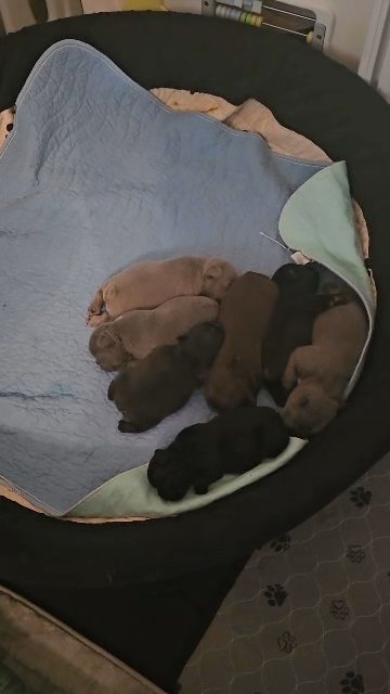 frenchies in Alexandria, Louisiana
