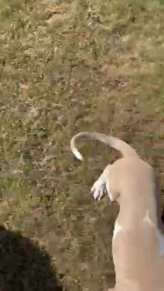 Akc great dane in Fort Payne, Alabama