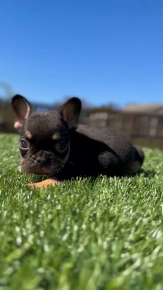 Cocoa And Tan French Bulldog in Charlotte, North Carolina