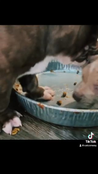 Bossy kennels X Monster bully Kennels pups in Corpus Christi, Texas