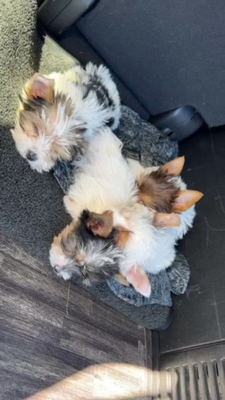 Female AKC Chocolate Parti Yorkie in Boone, North Carolina