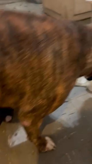 Pit bull Puppies For Sale in Baton Rouge, Louisiana