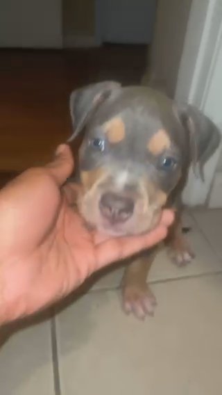 Brown Tri Xl American Bully in Montgomery, Alabama