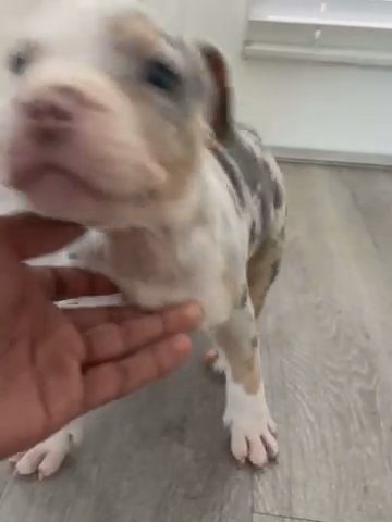 Blue Eyes XL American Bully in Montgomery, Alabama