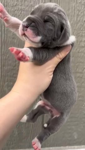 AKC Blue Mantle Male Heavy Euro in Richmond, Virginia