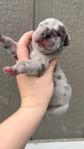 AKC Blue Merle Female Heavy Euro in Richmond, Virginia