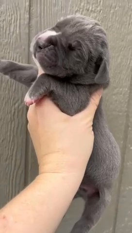 AKC Blue Miss Marked Mantle Male Heavy Euro in Richmond, Virginia