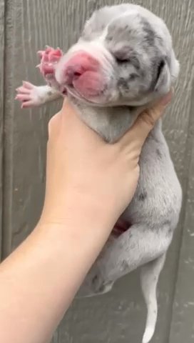 AKC Blue Merle Mantle Male in Richmond, Virginia