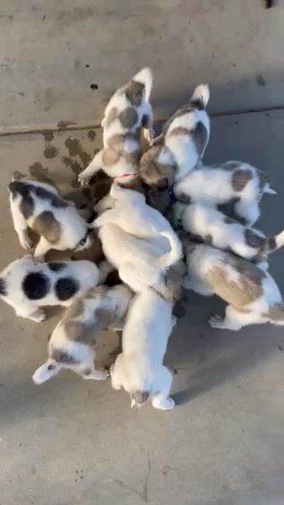 Anatolian / Great Pyrenees Mix in Los Angeles, California