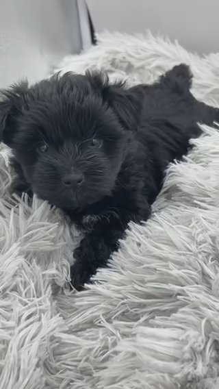 KB ? Yorkie in Houston, Texas
