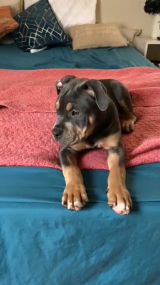 Blue TRI American Bully Puppy in Pittsburgh, Pennsylvania