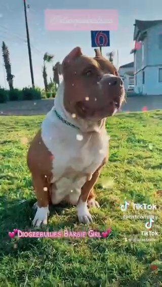 This Is Momma AveryJade Is 2 Years Old She’s From Bossy’s Athena X Slime.  She’s Got That Goodbar Blood. She Has 3 Male Puppies For Sale in Corpus Christi, Texas