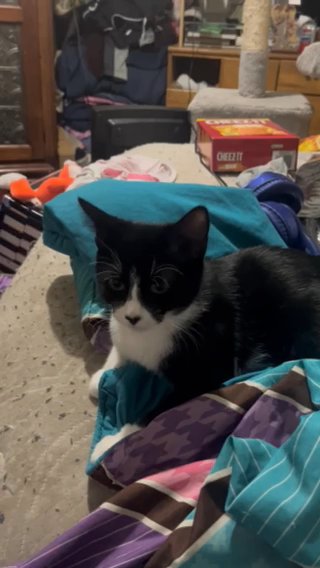 Rehoming This Tuxedo in Redding, California