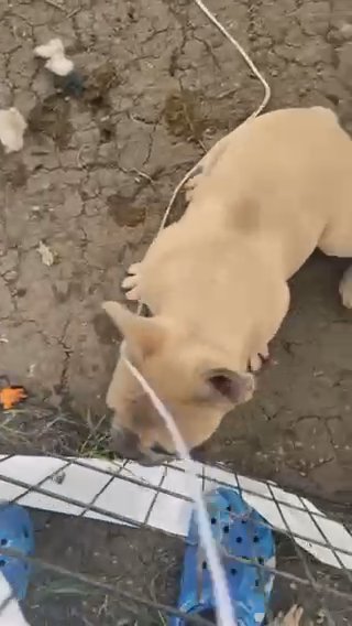 Lilac blue fawn in Chicago, Illinois