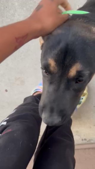 Puppy(papa) in Moreno Valley, California