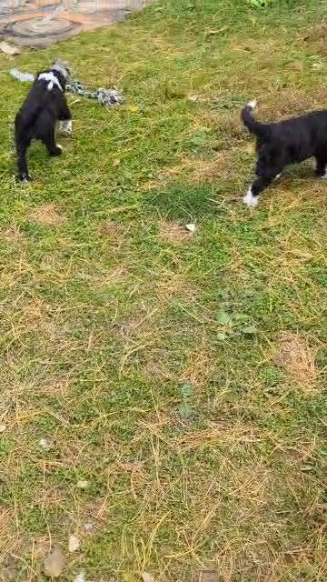 Sheepadoodles in Cincinnati, Ohio