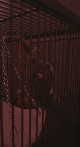 Sugar Gliders in Houston, Texas