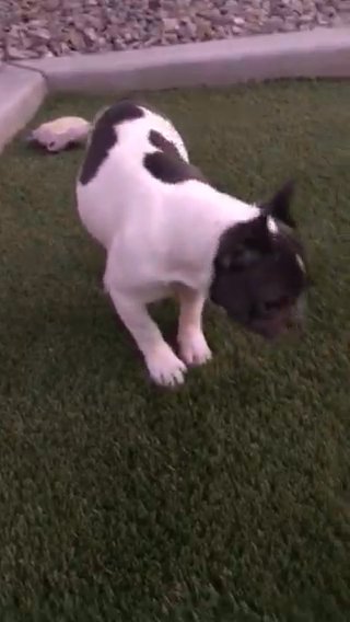 French Bulldog in Lamont, California