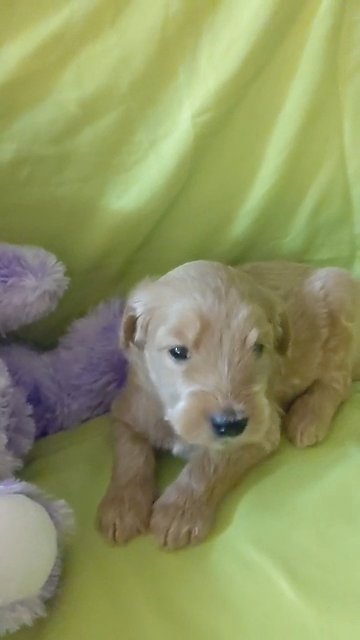 Goldendoodle female in Phoenix, Arizona