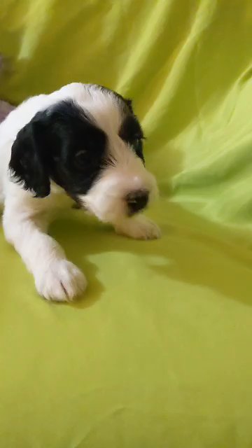 Spots female doodle in Phoenix, Arizona