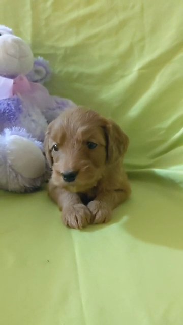 mini Red Goldendoodle in Phoenix, Arizona