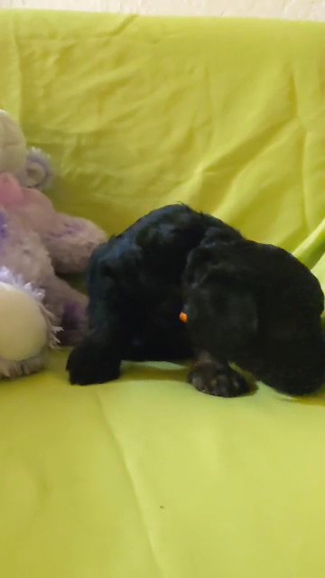 black Goldendoodle in Phoenix, Arizona