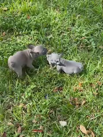 Frenchies in Orlando, Florida