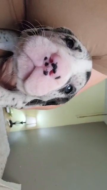 Female Great Dane in Sikeston, Missouri