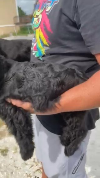 Giant Schnauzer Puppy in Sebring, Florida